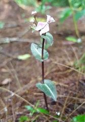 Disperis togoensis image