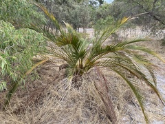 Macrozamia fraseri