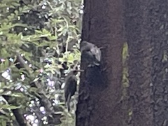 Cormobates leucophaea