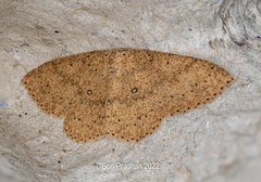 Cyclophora imbuta