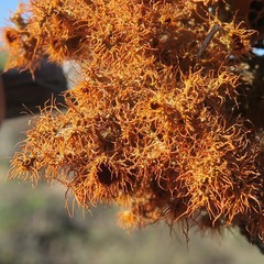 Teloschistes puber