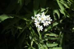 Achillea biserrata