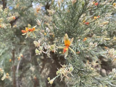 Jacksonia furcellata