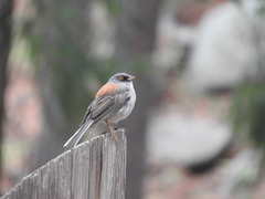 Junco phaeonotus palliatus