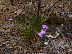 Callisia graminea