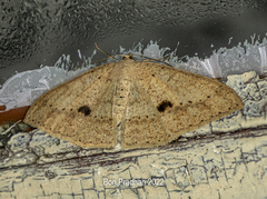 Luxiaria mitorrhaphes