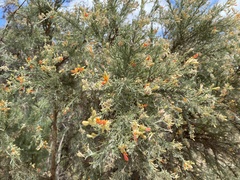 Jacksonia furcellata