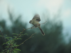 Peucaea botterii arizonae