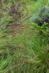 Paspalum paniculatum image