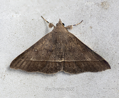 Hypospila