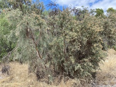 Jacksonia furcellata