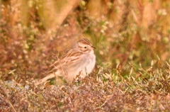 Spizella breweri breweri