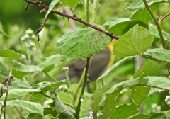 Icteria virens auricollis