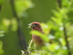 Haemorhous purpureus californicus