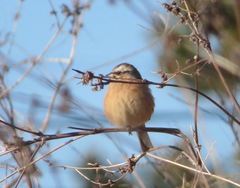 Emberiza cioides