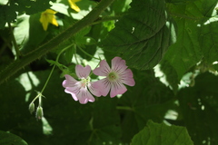 Geranium gracile