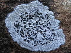 Buellia dispersa