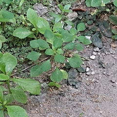 Acalypha indica