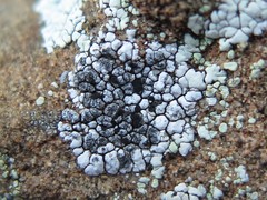 Lichenostigma