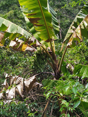 Musa banksii