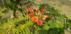 Caesalpinia pulcherrima