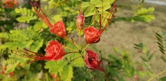 Caesalpinia pulcherrima