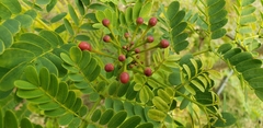 Caesalpinia pulcherrima
