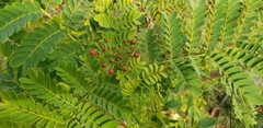 Caesalpinia pulcherrima