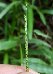 Paspalum nutans