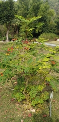Caesalpinia pulcherrima