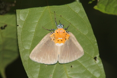 Peridrome orbicularis