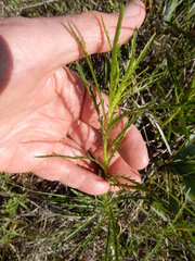 Dysodiopsis tagetoides