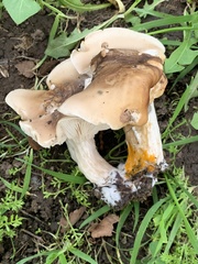 Clitocybe brunneocephala