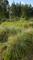 Eragrostis curvula