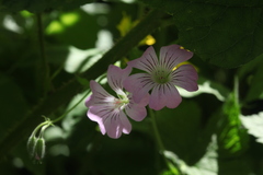 Geranium gracile
