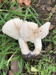 Clitocybe brunneocephala