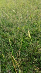 Brachiaria umbellata