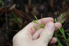 Persoonia sericea