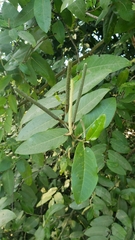 Piper tuberculatum