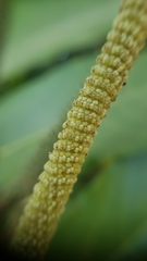 Piper tuberculatum
