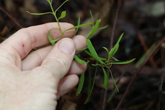 Persoonia sericea