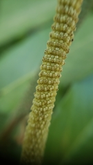 Piper tuberculatum
