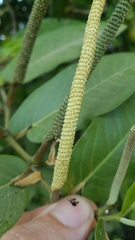 Piper tuberculatum