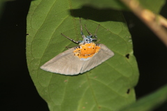 Peridrome orbicularis