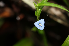 Commelina lanceolata