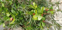 Angiospermae
