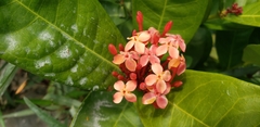 Angiospermae