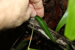 Commelina lanceolata