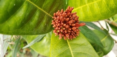 Angiospermae