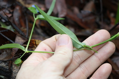 Commelina lanceolata